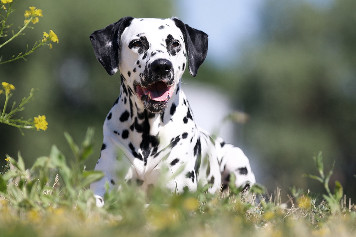 Animalissimo  I Dalmata: Origini e Curiosità