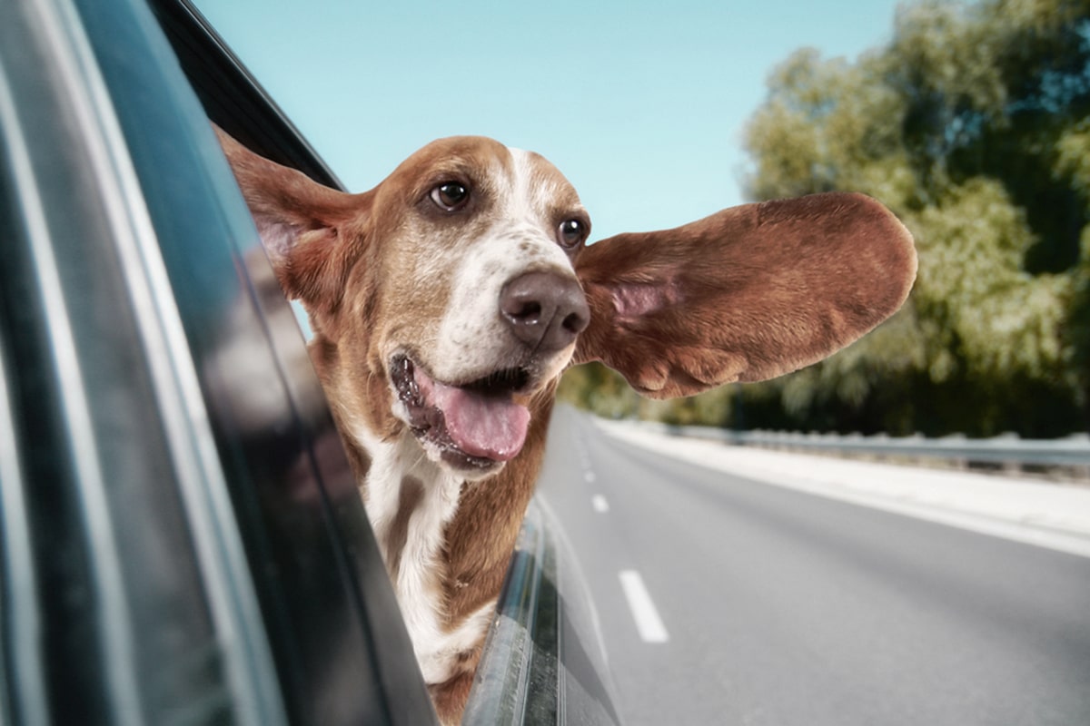 Cinture di sicurezza per cani: cosa prevede il Codice della Strada