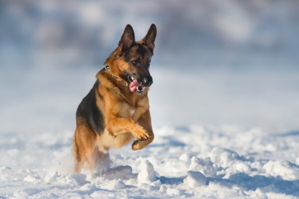 problemi articolazione cane inverno